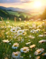 A serene meadow filled with blooming chamomile flowers under golden sunrise light in a peaceful countryside setting. Generative AI