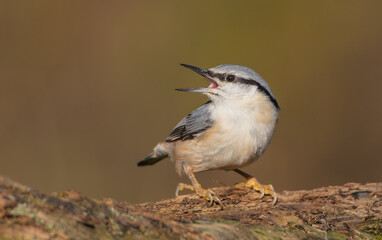 Eurasian nuthatch - in autumn at a wet forest