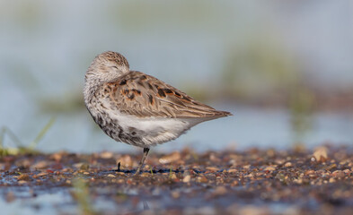 Dunlin - adult bird at a wetland on the spring migration 