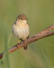 Marsh warbler - at the meadow in spring