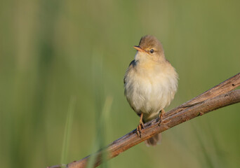 Marsh warbler - at the meadow in spring