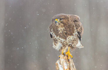 Common Buzzard in winter at a wet forest