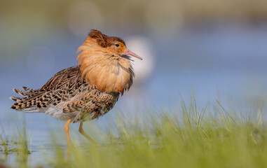 Ruff - male bird at a wetland on the mating season in spring