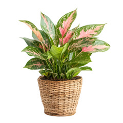 Elegant aglaonema in a woven basket pot, isolated on a transparent background, showcasing its lush foliage and stylish container for botanical and interior design displays.