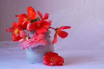 The splendor and vibrant colors of begonia flowers