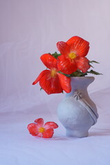 The splendor and vibrant colors of begonia flowers
