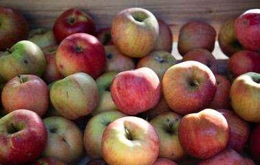 freshly picked apples in autumn garden