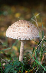 fresh mushroom in autumn forest
