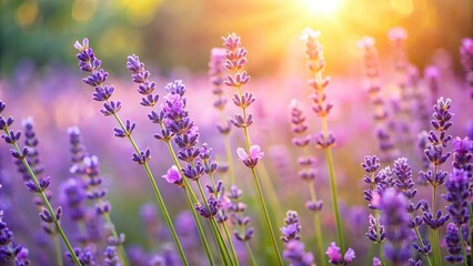 Naklejka premium Soft focus image of lavender flowers bathed in sunlight with a blur background