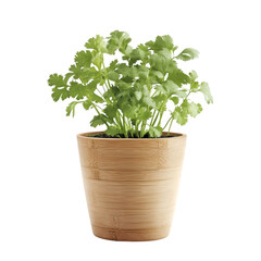 Naklejka premium Fresh cilantro plant in a bamboo pot, isolated on a transparent background, showcasing its aromatic leaves and eco-friendly container for botanical and kitchen design displays.