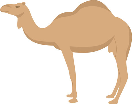 Camel desert tours