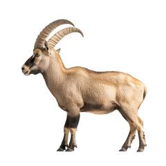 Fototapeta premium Majestic ibex profile view from the side, isolated on a transparent background. Showcases the ibex's impressive horns and agile form for wildlife and mountain animal illustrations.