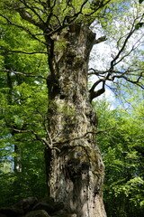 Ein langer Weg nach oben