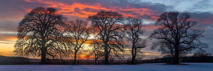 Silhouettes of trees against a dramatic orange and blue winter sunset  perfect for nature and winter themes   