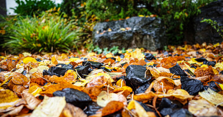 Fallen autumn leaves on a street between stones