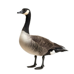 Graceful goose profile view from the side, isolated on a transparent background. Perfect for wildlife and nature illustrations, showcasing the goose's elegant neck and feathers.