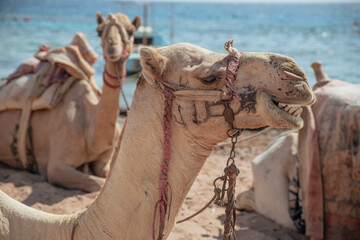 camel in the desert caravan