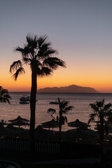Palm tree at sunset or sunrise