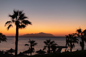Palm tree at sunset or sunrise