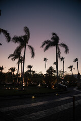 Palm tree at sunset or sunrise
