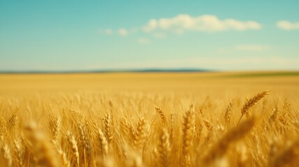 Obraz premium Golden wheat fields stretch under a clear blue sky, evoking a sense of abundance and tranquility, AI