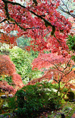 Beautiful autumn deciduous tree foliage in full red, orange and yellow colours in mid autumn in Butchart gardens, Victoria, BC