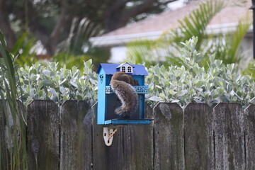 Fluffy Squirrel Tail in a Blue Bird Feeder  