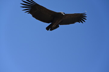 Flying Condor at Colca Canyon Peru