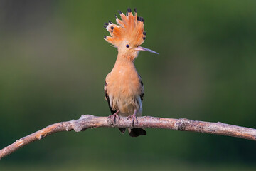 Eurasian hoopoe, Upupa epops is a distinctive cinnamon coloured bird with black and white wings, a...