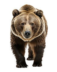 Brown bear, front view, cut out