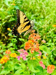 butterfly on flower
