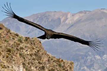 Flying Condor at Colca Canyon Peru