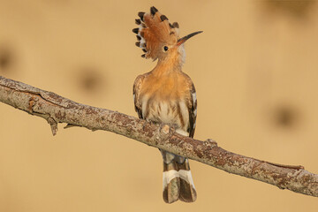 Eurasian hoopoe, Upupa epops is a distinctive cinnamon coloured bird with black and white wings, a tall erectile cres with long narrow downcurved bill.