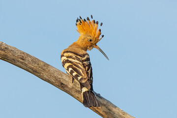 Eurasian hoopoe, Upupa epops is a distinctive cinnamon coloured bird with black and white wings, a...