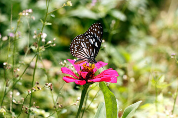 Butterfly sitting on a Pink Zinnia flower plant