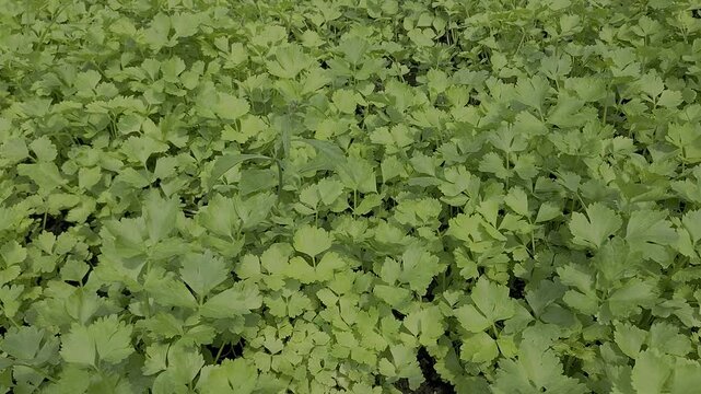 Coriander planting plot, Vegetables in the cultivation plot and the production process of plants for health