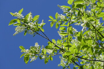 Frühling