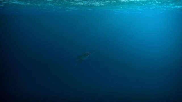 Giant deep sea squid swims underwater