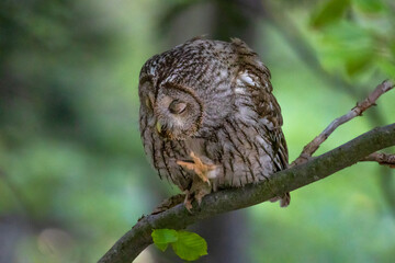Tawny owl (Strix aluco), also called the brown owl, sitting on branch