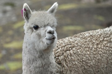 Cute fluffy white Alpaka in the Rainbow Mountains Peru