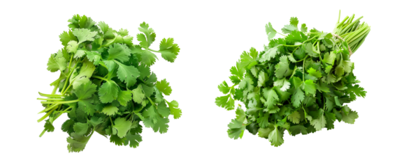 A vibrant bunch of cilantro with lush green leaves isolated on a white transparent background. Perfect for salads, various cooking methods, and healthy, nutritious dishes