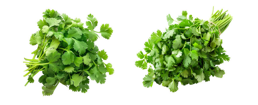 A vibrant bunch of cilantro with lush green leaves isolated on a white transparent background. Perfect for salads, various cooking methods, and healthy, nutritious dishes