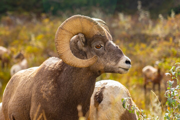 Big Horn Sheep in Jasper National Parc, Alberta, Canada