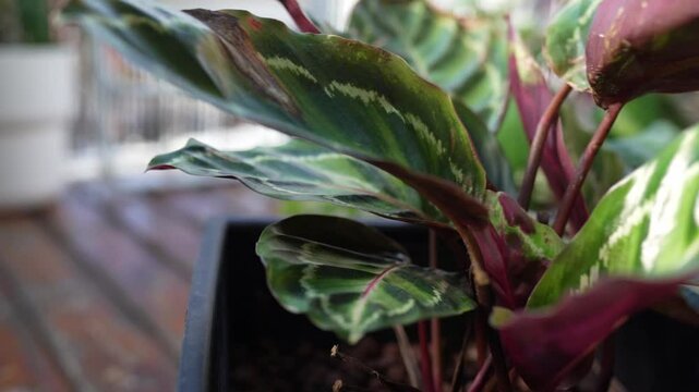 close-up leaves tropical plant calathea in raindrops in rays sun