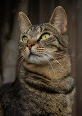 close up portrait of a cat