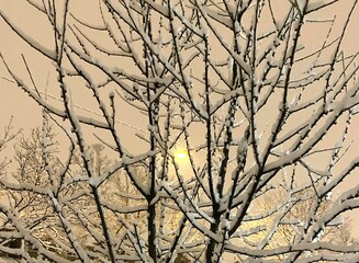 Trees in snow