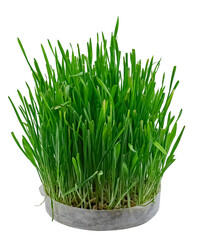Young Sprouts of Cat Wheat Grown at Home. Isolated On White Background