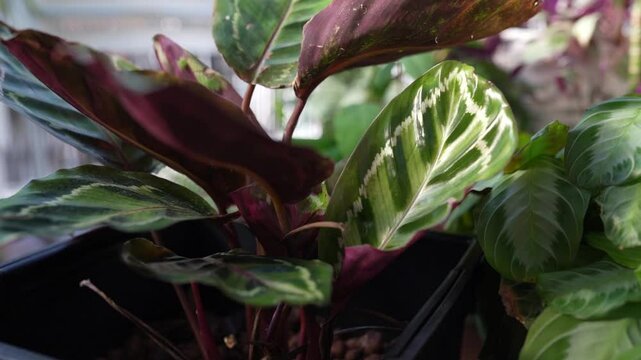 close-up leaves tropical plant calathea in raindrops in rays sun