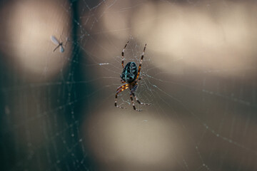 spider on web