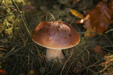 mushroom in the grass